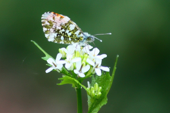 anthocharis cardamines? - Si, maschio